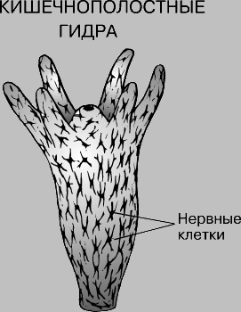 Кракен магазин krakens13 at